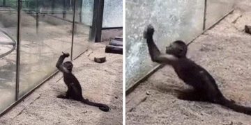 maimuţă a ascuţit o piatră