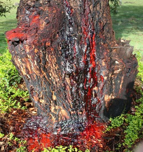 copacul care sângerează