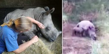 pui de rinocer plânge după mama
