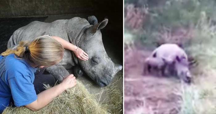pui de rinocer plânge după mama