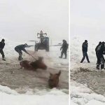 cai căzut într-un lac îngheţat