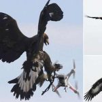vulturi care doboară drone