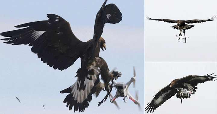 vulturi care doboară drone