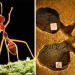 furnicile în cazul epidemiilor