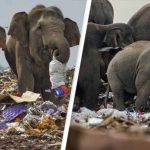 elefanţi care cotrobăie prin gunoaie