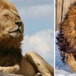 de ce au leii coamă