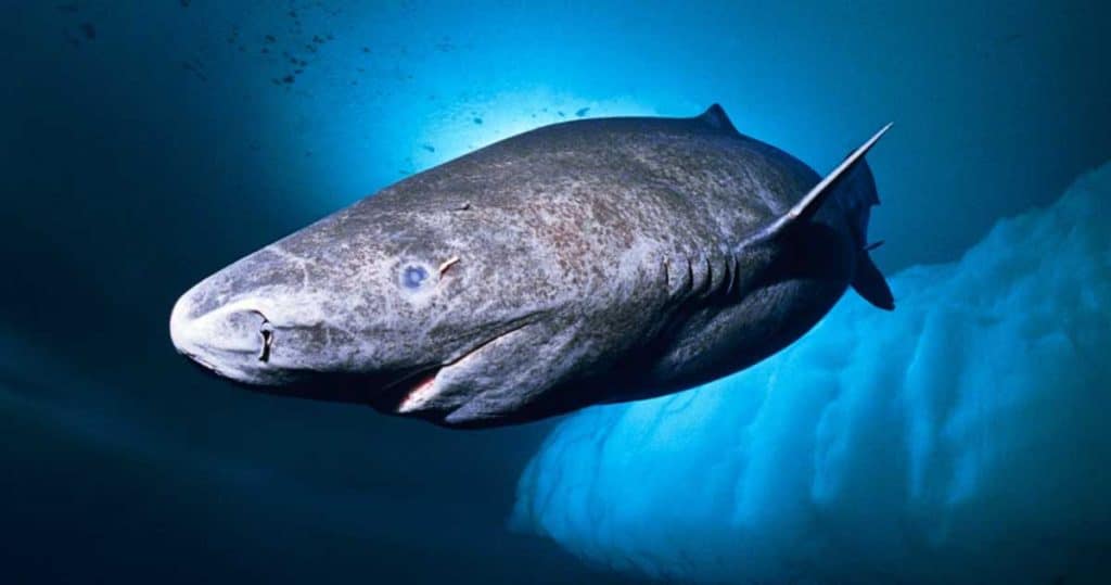 rechinul de groenlanda