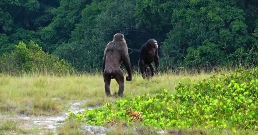 cimpanzei care atacă gorile