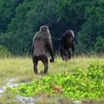 cimpanzei care atacă gorile