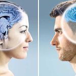 creierul unei femei şi cel al unui bărbat