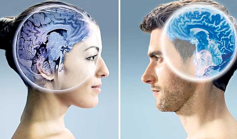 creierul unei femei şi cel al unui bărbat