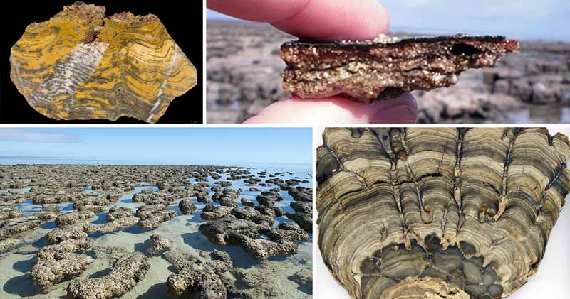 O lume pierdută: locul care arată cum era Pământul în urmă cu 3,5 miliarde de ani, când era plin de stromatoliţi