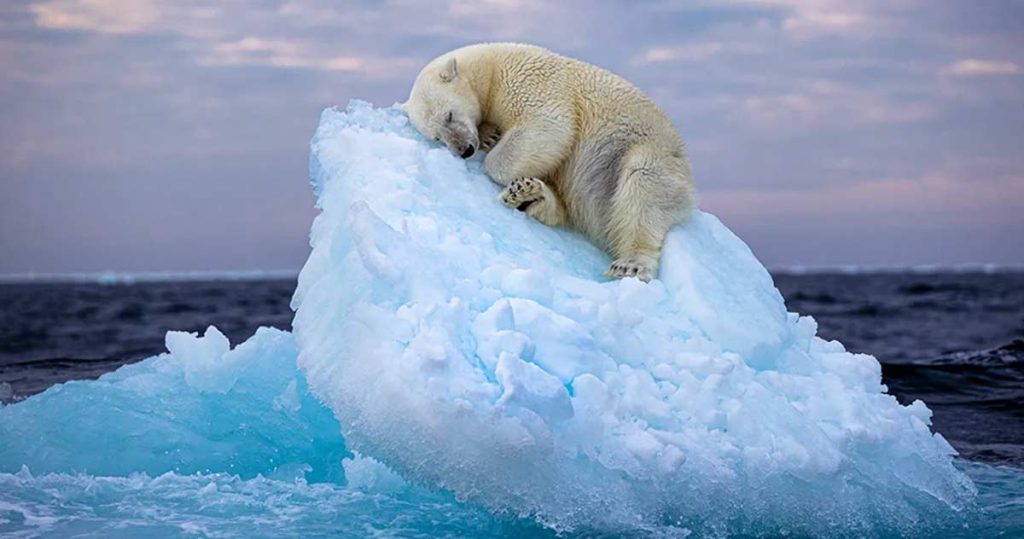 urs polar care doarme pe un aisberg
