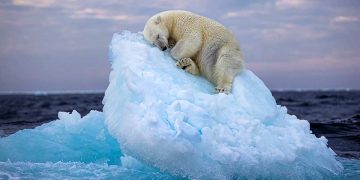 urs polar care doarme pe un aisberg