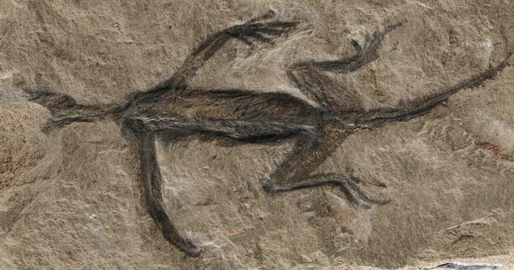 fosilă veche de 280 de milioane de ani