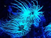 Animalele bioluminescente strălucesc de cel puțin 540 de milioane de ani