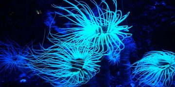 Animalele bioluminescente strălucesc de cel puțin 540 de milioane de ani