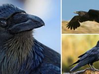 curiozităţi despre corbi