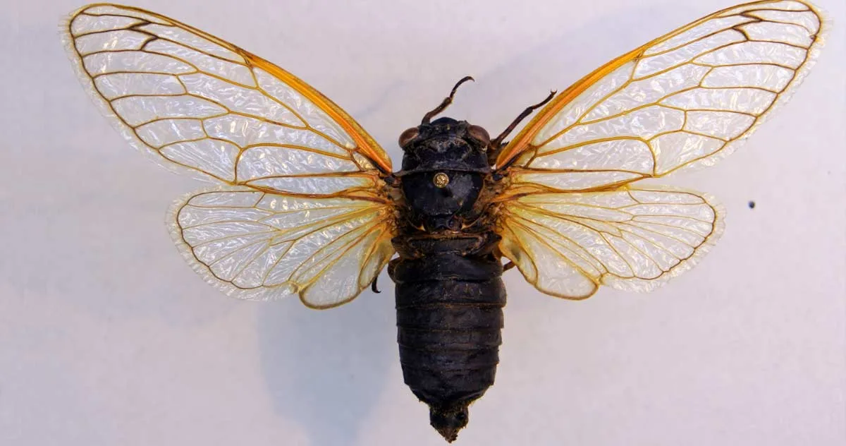 Cosar Insecta Test de cultură generală: Ce insectă poate trăi 30 de ani?