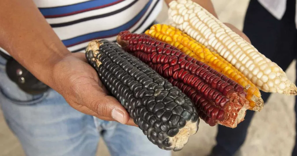 Porumbul era cultivat în Mexic